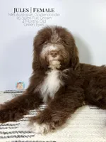 Jules, a female Aussiedoodle and Goldendoodle for sale in Southwest Ranches, FL – Photo 7 of 8