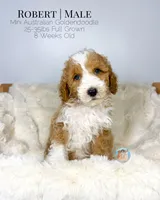 Robert, a male Miniature Aussiedoodle and Miniature Goldendoodle for sale in Southwest Ranches, FL – Photo 6 of 10