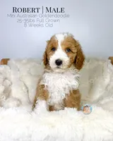 Robert, a male Miniature Aussiedoodle and Miniature Goldendoodle for sale in Southwest Ranches, FL – Photo 7 of 10