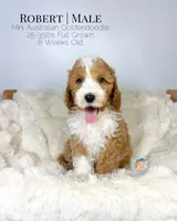 Robert, a male Miniature Aussiedoodle and Miniature Goldendoodle for sale in Southwest Ranches, FL – Photo 8 of 10