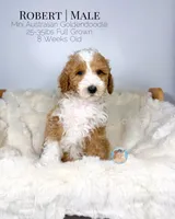 Robert, a male Miniature Aussiedoodle and Miniature Goldendoodle for sale in Southwest Ranches, FL – Photo 2 of 10