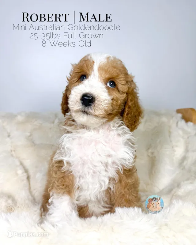 Robert – Miniature Aussiedoodle, Miniature Goldendoodle puppy for sale in Southwest Ranches, FL