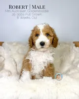 Robert, a male Miniature Aussiedoodle and Miniature Goldendoodle for sale in Southwest Ranches, FL – Photo 4 of 10