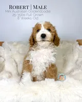Robert, a male Miniature Aussiedoodle and Miniature Goldendoodle for sale in Southwest Ranches, FL – Photo 3 of 10