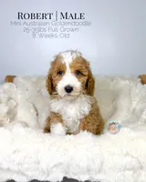 Robert, a male Miniature Aussiedoodle and Miniature Goldendoodle for sale in Southwest Ranches, FL – Photo 9 of 10