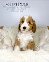 Robert, a male Miniature Aussiedoodle and Miniature Goldendoodle for sale in Southwest Ranches, FL – Photo 5 of 10