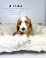 Kim, a female Miniature Aussiedoodle and Miniature Goldendoodle for sale in Southwest Ranches, FL – Photo 8 of 10