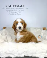 Kim, a female Miniature Aussiedoodle and Miniature Goldendoodle for sale in Southwest Ranches, FL – Photo 3 of 10