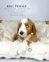 Kim, a female Miniature Aussiedoodle and Miniature Goldendoodle for sale in Southwest Ranches, FL – Photo 2 of 10