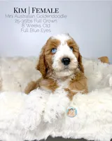 Kim, a female Miniature Aussiedoodle and Miniature Goldendoodle for sale in Southwest Ranches, FL – Photo 9 of 10