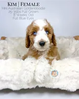 Kim, a female Miniature Aussiedoodle and Miniature Goldendoodle for sale in Southwest Ranches, FL – Photo 7 of 10