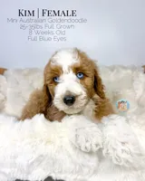 Kim, a female Miniature Aussiedoodle and Miniature Goldendoodle for sale in Southwest Ranches, FL – Photo 5 of 10