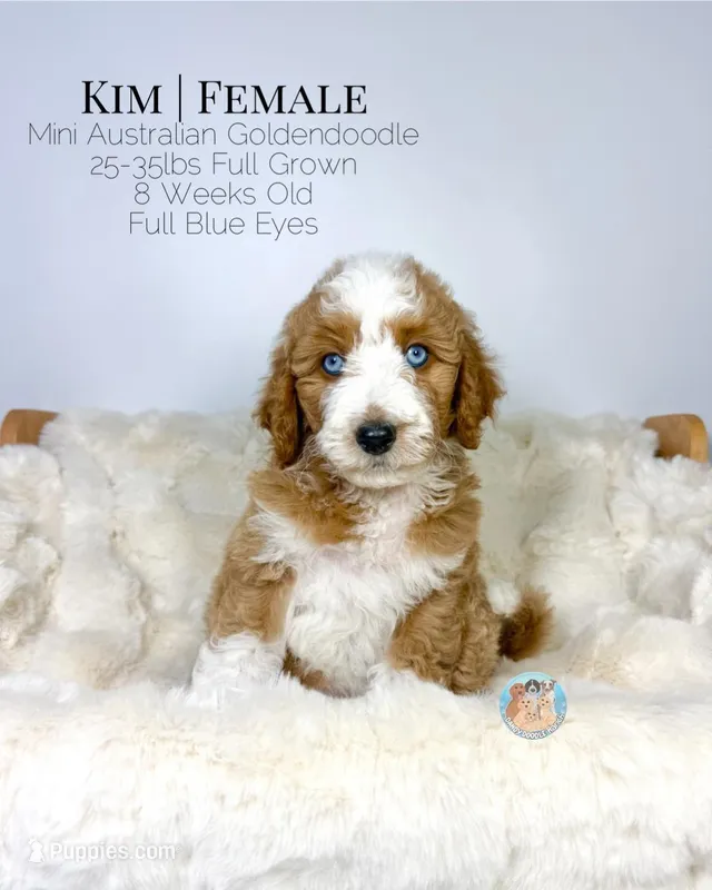 Kim – Miniature Aussiedoodle, Miniature Goldendoodle puppy for sale in Southwest Ranches, FL