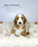 Kim, a female Miniature Aussiedoodle and Miniature Goldendoodle for sale in Southwest Ranches, FL – Photo 1 of 10