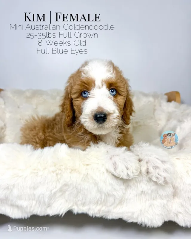 Kim – Miniature Aussiedoodle, Miniature Goldendoodle puppy for sale in Southwest Ranches, FL