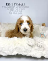 Kim, a female Miniature Aussiedoodle and Miniature Goldendoodle for sale in Southwest Ranches, FL – Photo 6 of 10
