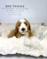 Kim, a female Miniature Aussiedoodle and Miniature Goldendoodle for sale in Southwest Ranches, FL – Photo 4 of 10