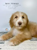 Skye, a female Aussiedoodle and Goldendoodle for sale in Southwest Ranches, FL – Photo 5 of 8