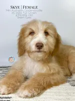 Skye, a female Aussiedoodle and Goldendoodle for sale in Southwest Ranches, FL – Photo 2 of 8
