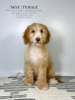 Skye, a female Aussiedoodle and Goldendoodle for sale in Southwest Ranches, FL – Photo 8 of 8