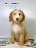 Skye, a female Aussiedoodle and Goldendoodle for sale in Southwest Ranches, FL – Photo 3 of 8
