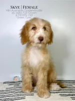Skye, a female Aussiedoodle and Goldendoodle for sale in Southwest Ranches, FL – Photo 7 of 8