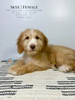 Skye, a female Aussiedoodle and Goldendoodle for sale in Southwest Ranches, FL – Photo 4 of 8