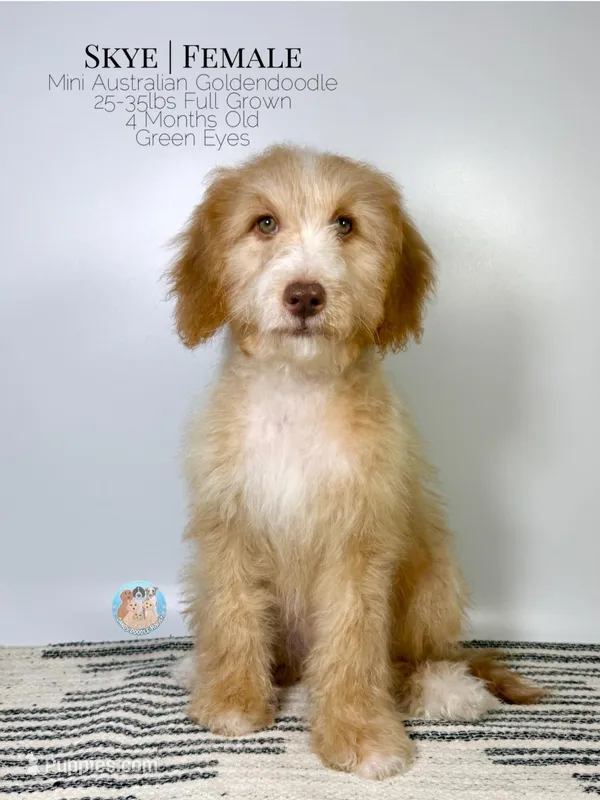Skye – Aussiedoodle, Goldendoodle puppy for sale in Southwest Ranches, FL