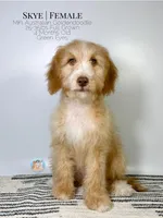 Skye, a female Aussiedoodle and Goldendoodle for sale in Southwest Ranches, FL – Photo 1 of 8