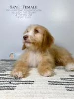 Skye, a female Aussiedoodle and Goldendoodle for sale in Southwest Ranches, FL – Photo 6 of 8