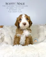 Scott, a male Miniature Aussiedoodle and Miniature Goldendoodle for sale in Southwest Ranches, FL – Photo 2 of 9