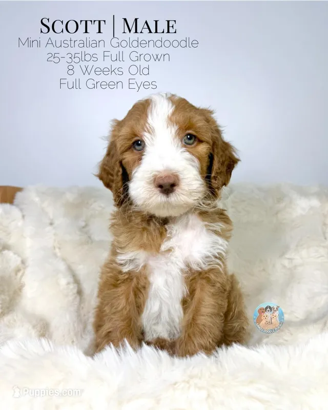 Scott – Miniature Aussiedoodle, Miniature Goldendoodle puppy for sale in Southwest Ranches, FL