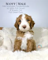 Scott, a male Miniature Aussiedoodle and Miniature Goldendoodle for sale in Southwest Ranches, FL – Photo 1 of 9