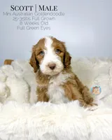 Scott, a male Miniature Aussiedoodle and Miniature Goldendoodle for sale in Southwest Ranches, FL – Photo 3 of 9