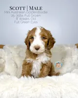 Scott, a male Miniature Aussiedoodle and Miniature Goldendoodle for sale in Southwest Ranches, FL – Photo 6 of 9