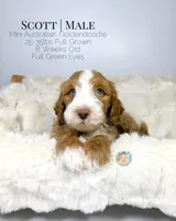 Scott, a male Miniature Aussiedoodle and Miniature Goldendoodle for sale in Southwest Ranches, FL – Photo 7 of 9