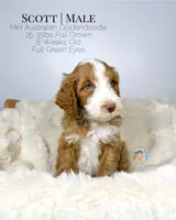 Scott, a male Miniature Aussiedoodle and Miniature Goldendoodle for sale in Southwest Ranches, FL – Photo 5 of 9
