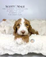 Scott, a male Miniature Aussiedoodle and Miniature Goldendoodle for sale in Southwest Ranches, FL – Photo 4 of 9