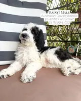 Rainy, a male Aussiedoodle and Goldendoodle for sale in Southwest Ranches, FL – 3 of 6
