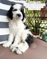 Rainy, a male Aussiedoodle and Goldendoodle for sale in Southwest Ranches, FL – 1 of 6