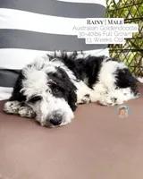 Rainy, a male Aussiedoodle and Goldendoodle for sale in Southwest Ranches, FL – 5 of 6