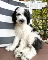 Rainy, a male Aussiedoodle and Goldendoodle for sale in Southwest Ranches, FL – 4 of 6