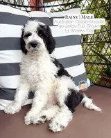 Rainy, a male Aussiedoodle and Goldendoodle for sale in Southwest Ranches, FL – 2 of 6