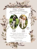 Rainy, a male Aussiedoodle and Goldendoodle for sale in Southwest Ranches, FL – 6 of 6