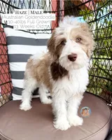 Haze, a male Aussiedoodle and Goldendoodle for sale in Southwest Ranches, FL – 3 of 6
