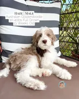 Haze, a male Aussiedoodle and Goldendoodle for sale in Southwest Ranches, FL – 4 of 6