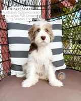 Haze, a male Aussiedoodle and Goldendoodle for sale in Southwest Ranches, FL – 5 of 6