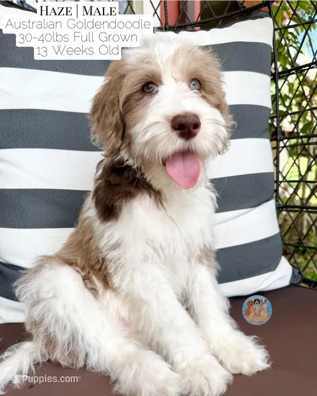Haze – Aussiedoodle, Goldendoodle puppy for sale in Southwest Ranches, FL