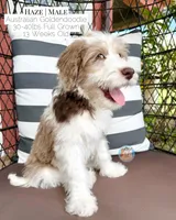 Haze, a male Aussiedoodle and Goldendoodle for sale in Southwest Ranches, FL – 2 of 6