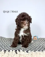 Ququ, a male Miniature Aussiedoodle for sale in Southwest Ranches, FL – Photo 1 of 6